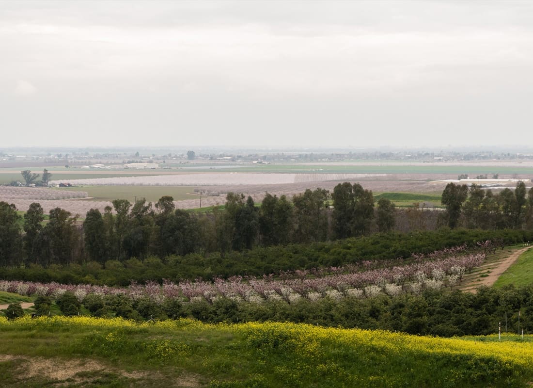 Fresno, CA - San Joaquin Valley in Early Spring